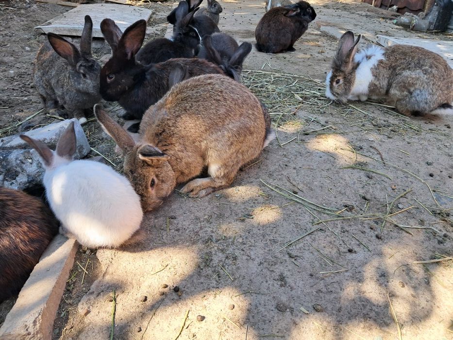 Iepuri de casa negri si albi