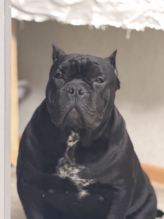 Щенок Американ  Булля