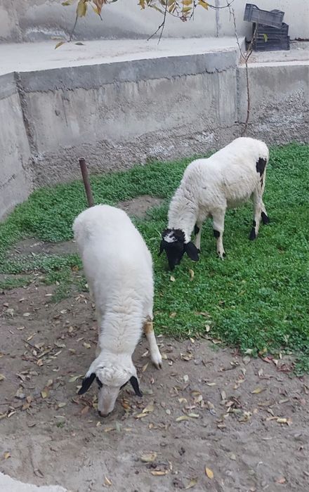 Эгизак кучкорлар сотилади