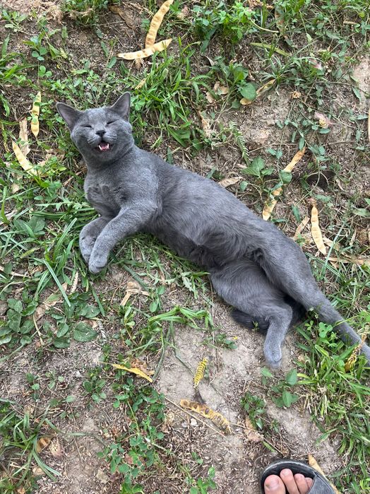 Кошка пародистый