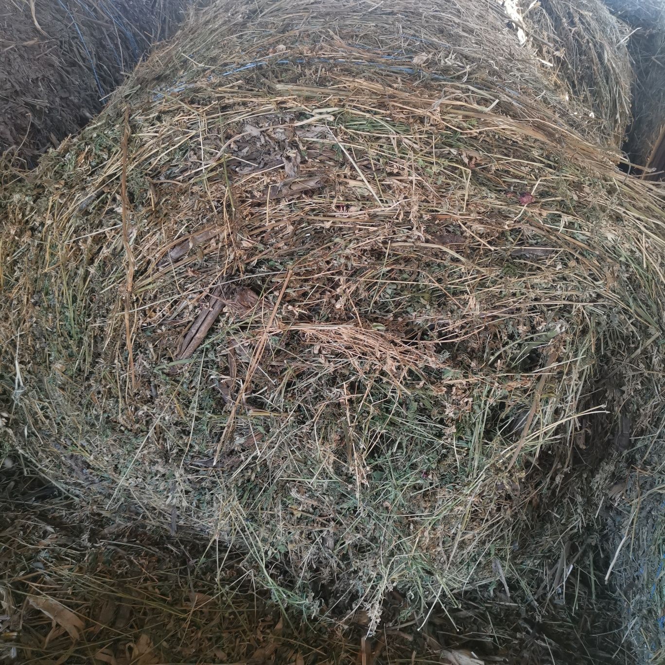 Baloti lucernă rotunzi