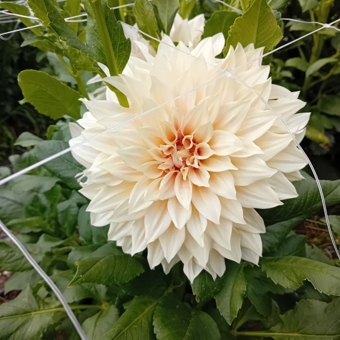 Bulbi de dalii culori garantate