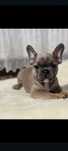 Buldog francez Tan
