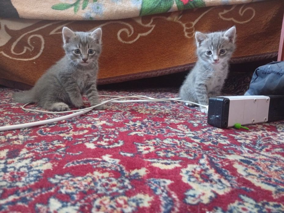 Продаются котята русская голубая порода