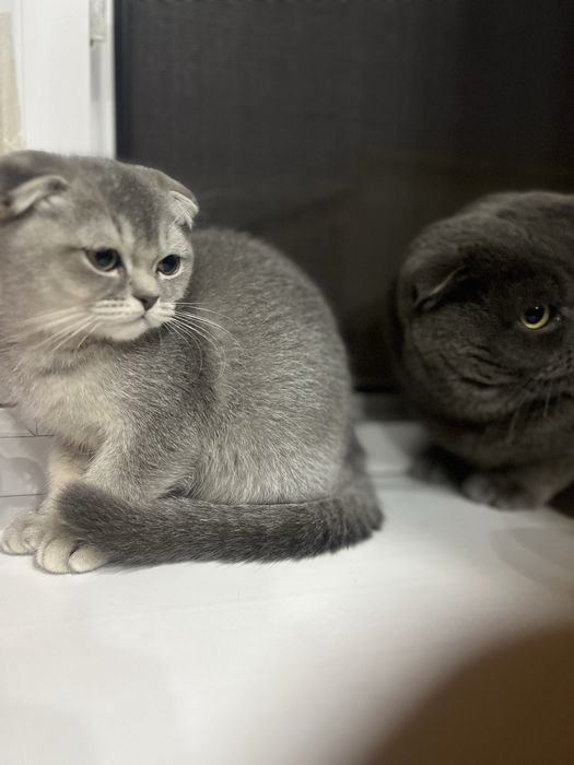 Sotuvda fold qizcha 1.5mln  Urganchda