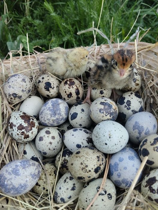 Пресни пъдпъдъчи яйца