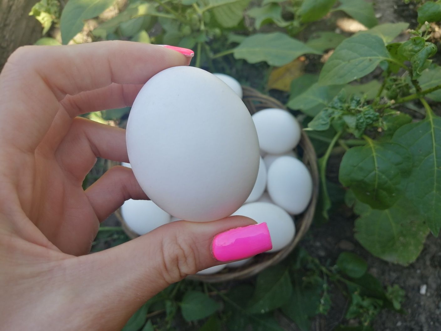 Продам домашние куриные яйца