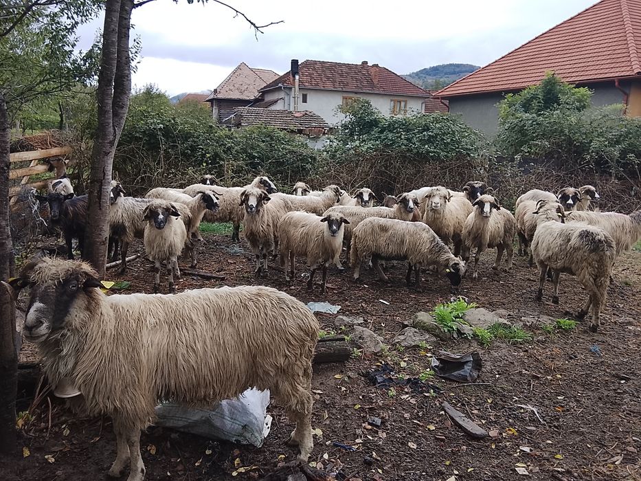 Vând 11 oi și 3 capre