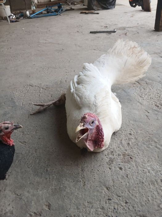 Сотилади индуклар