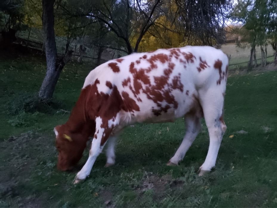 3 vacii de vanzare