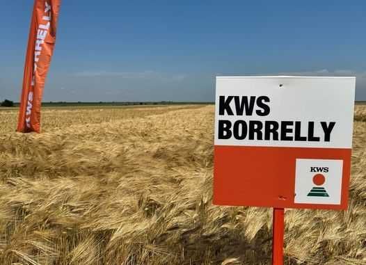 ORZ de sămânță soi KWS Borrelly C1 & GRÂU de sămânță soi KWS Sphere C1