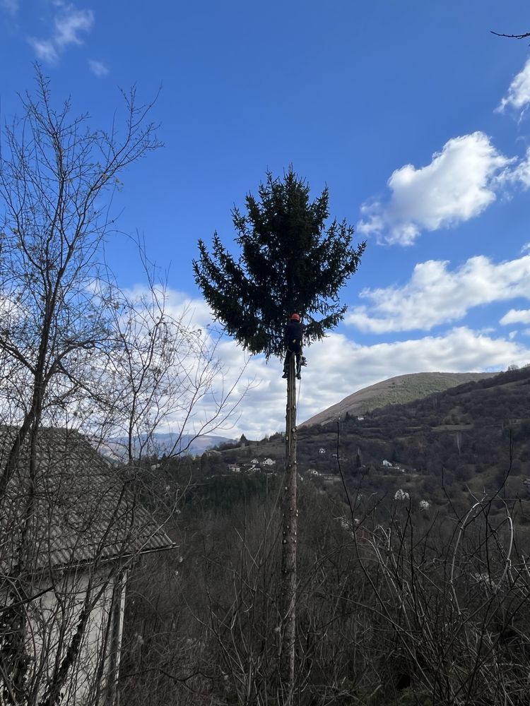 Рязане на опасни дървета в половин България  / Арборист / Arborist