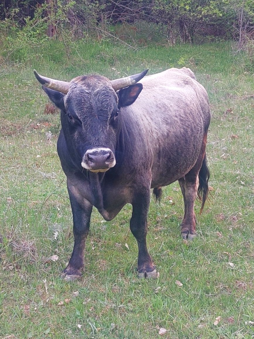 Крави бикове телета