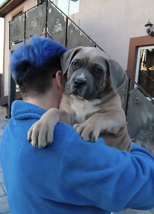 Mascul Cane Corso 9 săptămâni,  cu Pedigree+