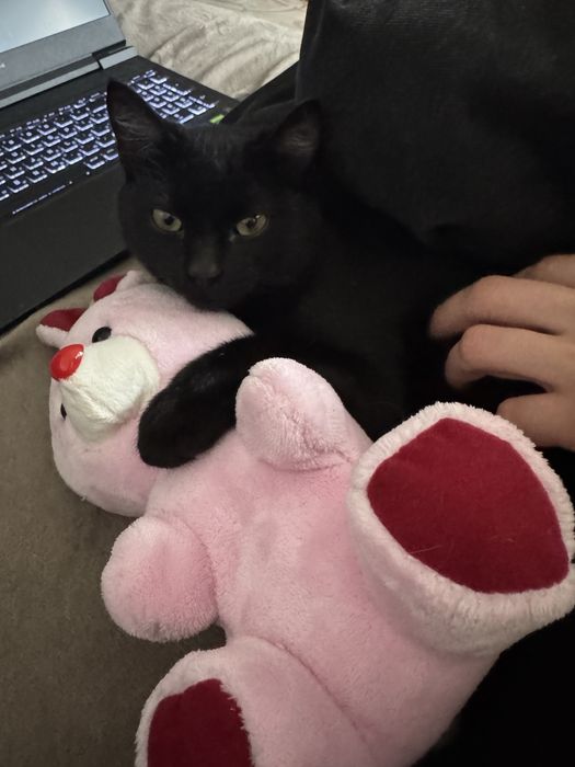 кот в хорошие руки