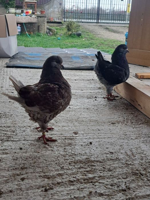 Vând porumbei kingi