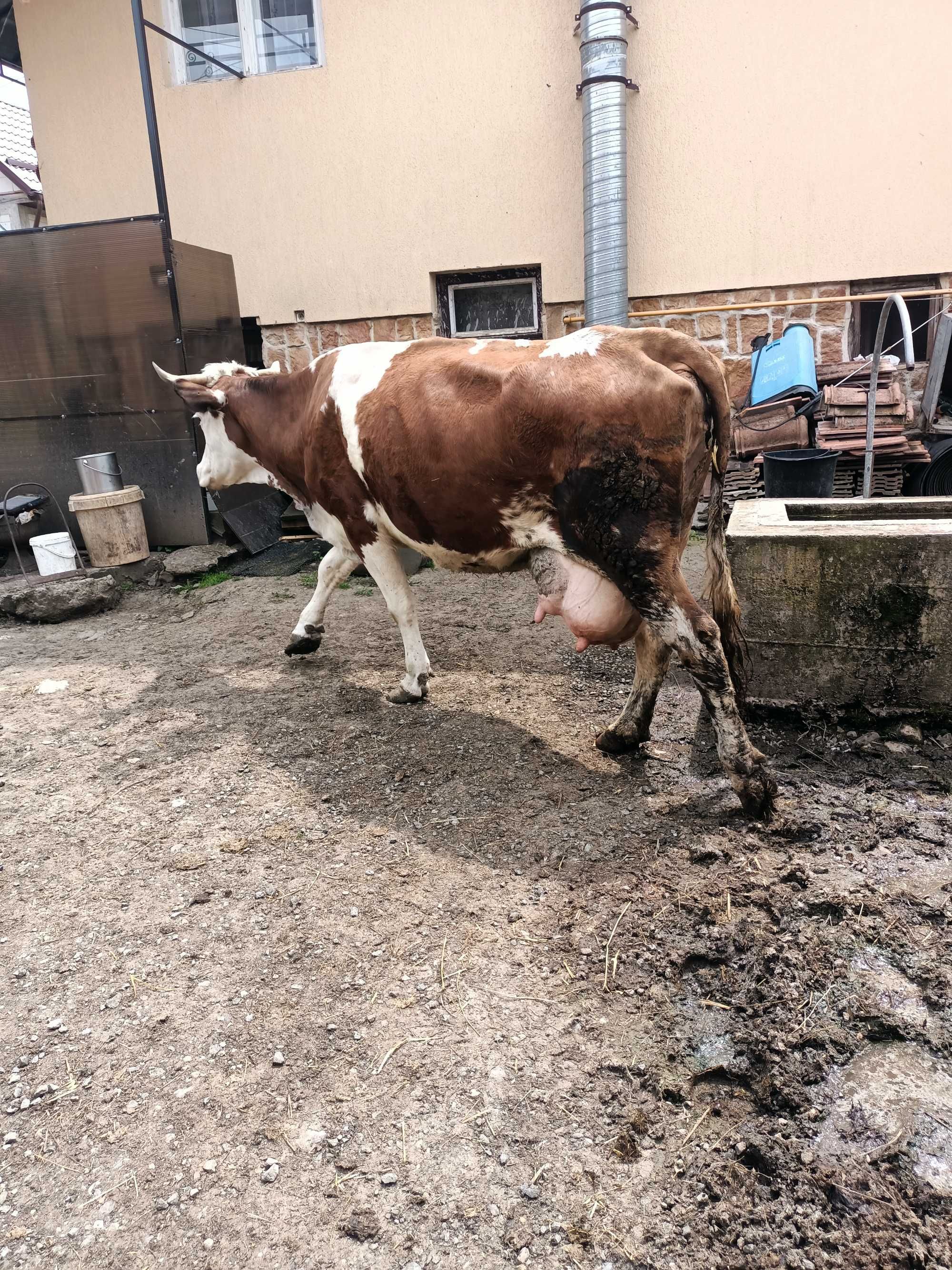 Vaca bălțată de vanzare