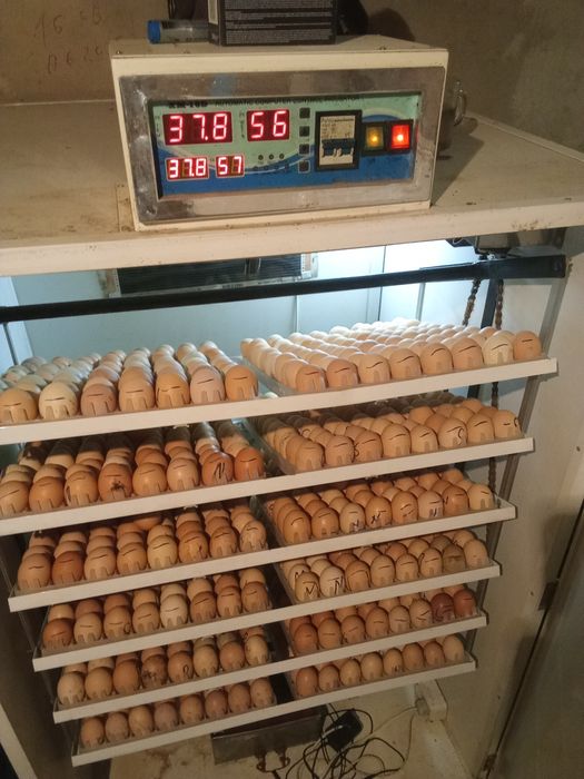 De vânzare două incubatoare