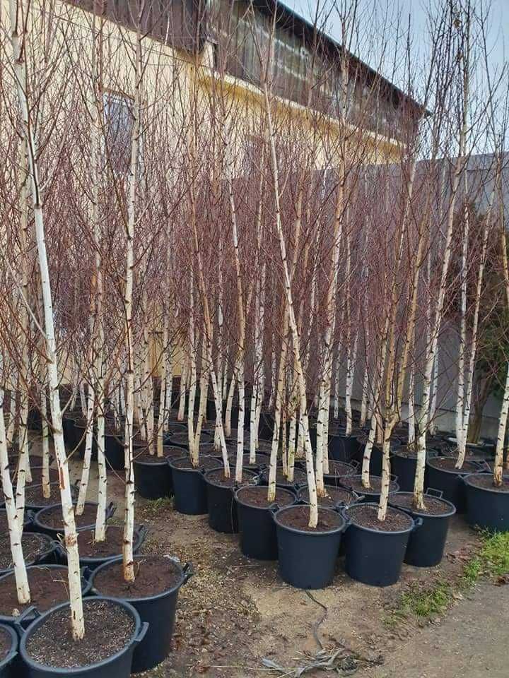 Mesteacăn cu Scoarță Albă – Arbore Elegant, Ideal pentru Peisagistică!