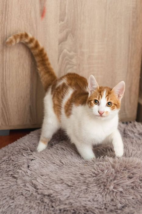 котенца от Созопол