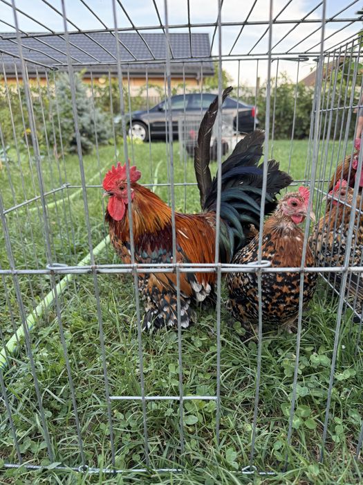 Pasari rasa pitica incaltata mii de flori auriu portelan