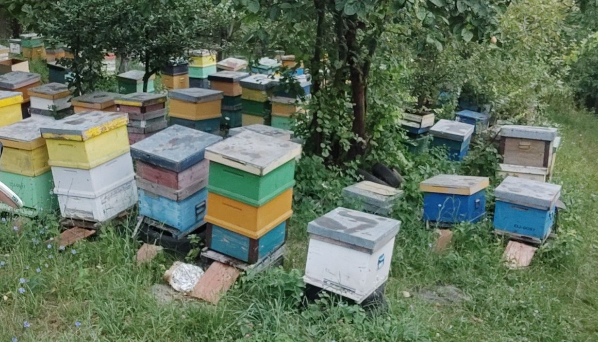 Miere + Familii de albine și cutii de stupi