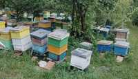 Miere + Familii de albine și cutii de stupi