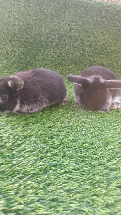 Quyonchalar sotiladi,karlik baran,2 ta