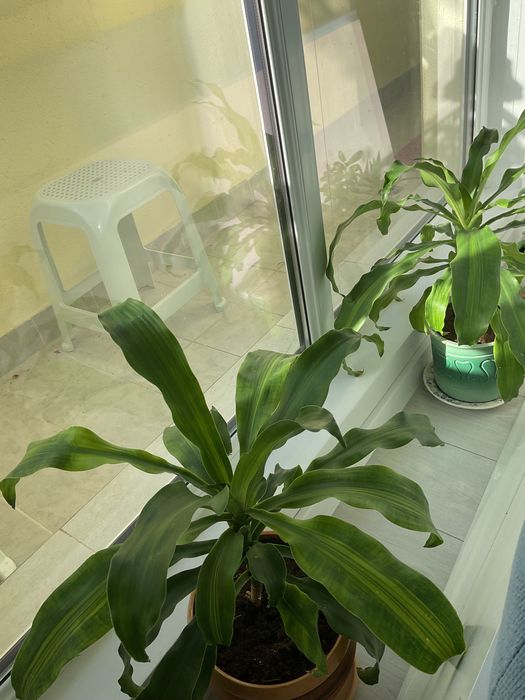 Прекрасни стайни цветя за вашия дом, саксиите са безплатни.