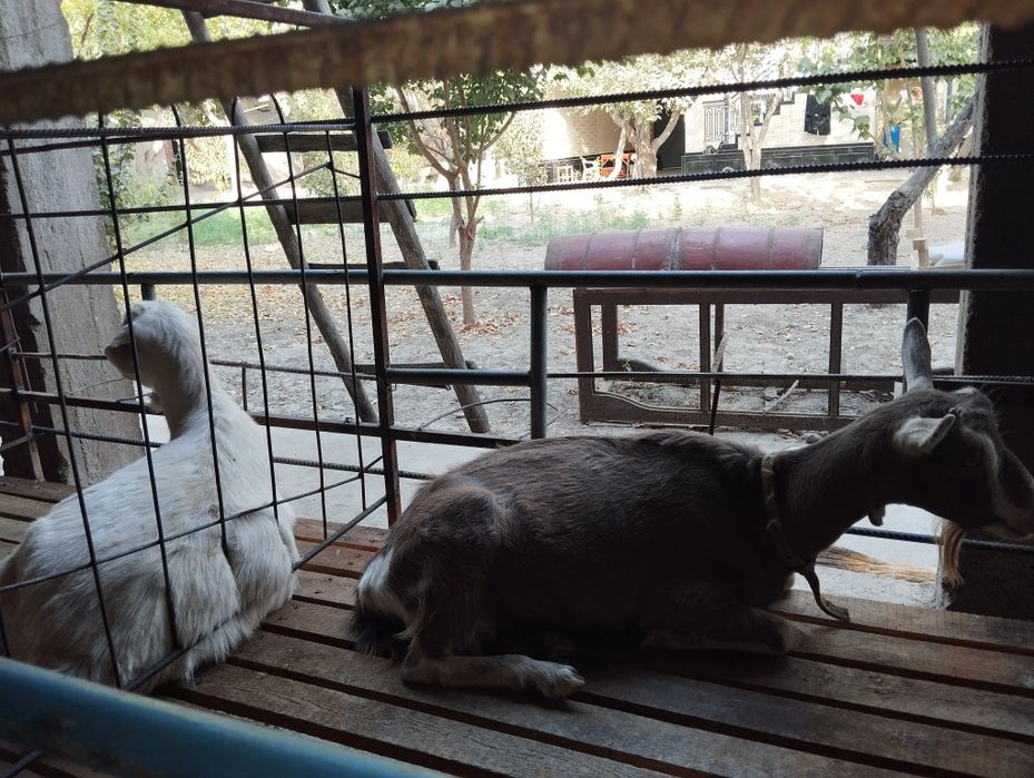 Сотилади эчки махсулотлари сути брынза катик доставка бор