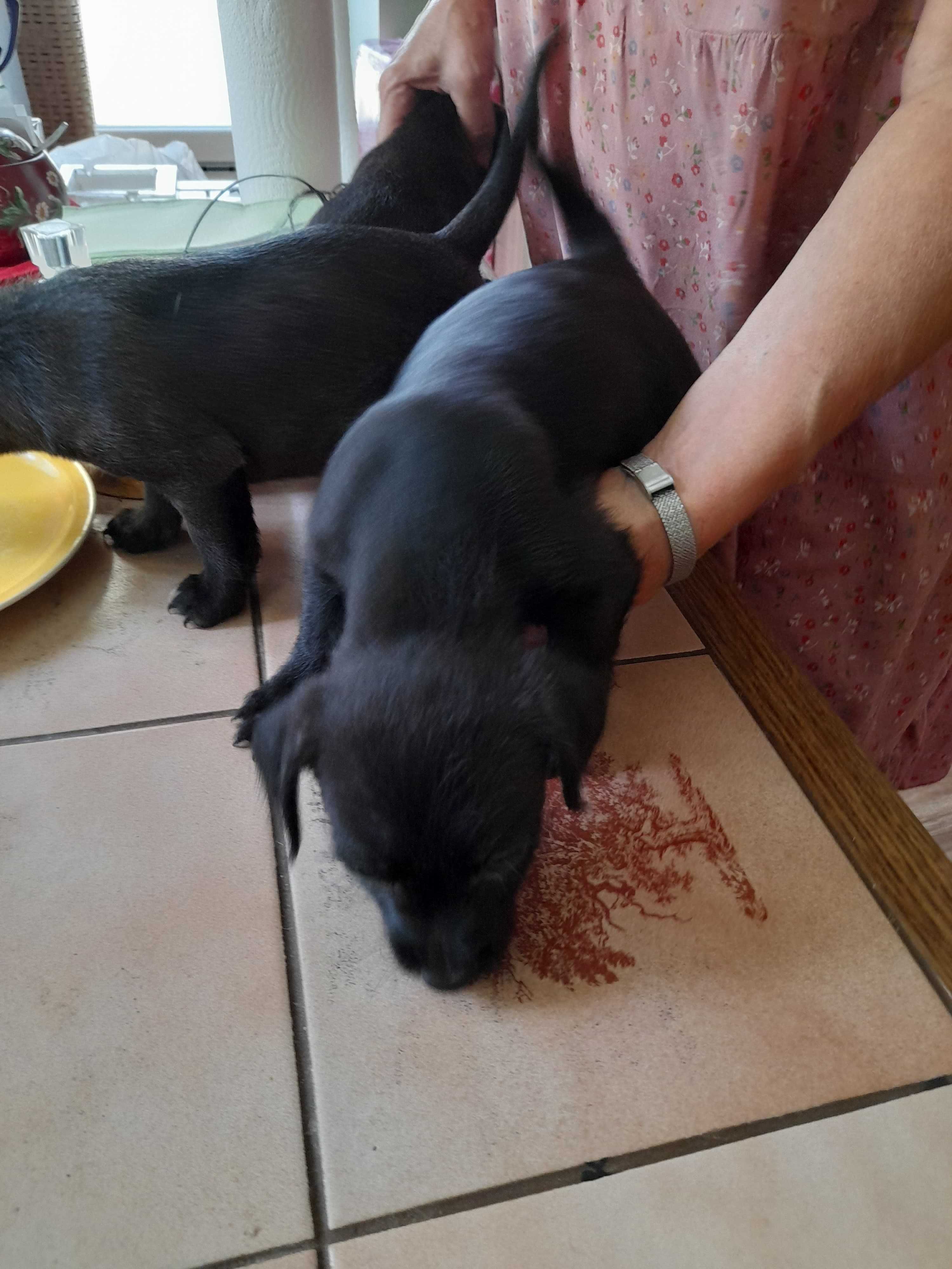 donez fetite de jack russel terrier metis