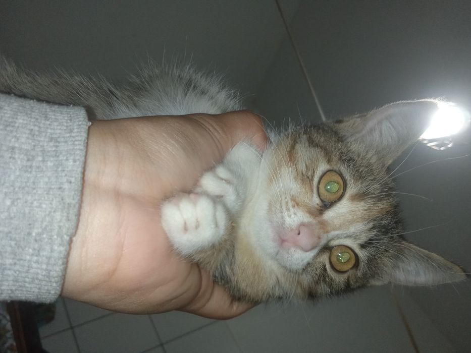 Ақ пышық сатылады