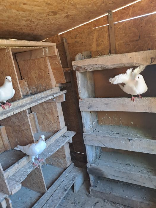 Porumbei voiajori albi