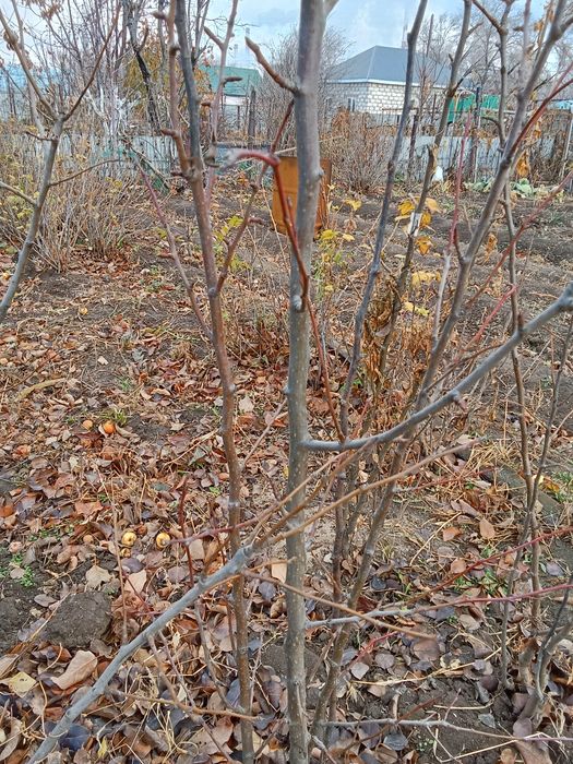 Саженцы на продажу