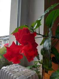 Trandafir japonez roșu bătut