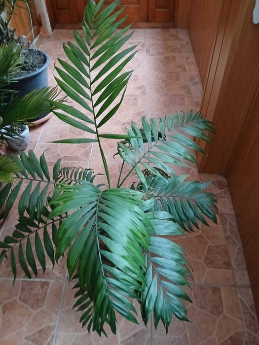 Vând palmieri de apă