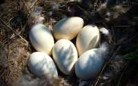 Оплодени гъши яйца / подходящи за люпене