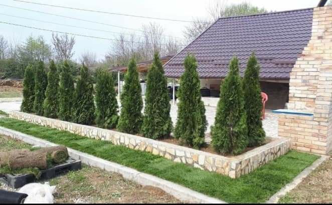 Plante ornamentale pentru gradina