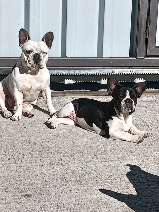 Donez doua femele bulldog