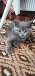 Продаются котята скоттиш страйт