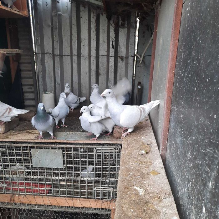 Cocos Araucana, Rate lesesti, Porumbei