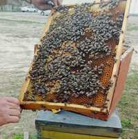 Пчелосемьи, продам