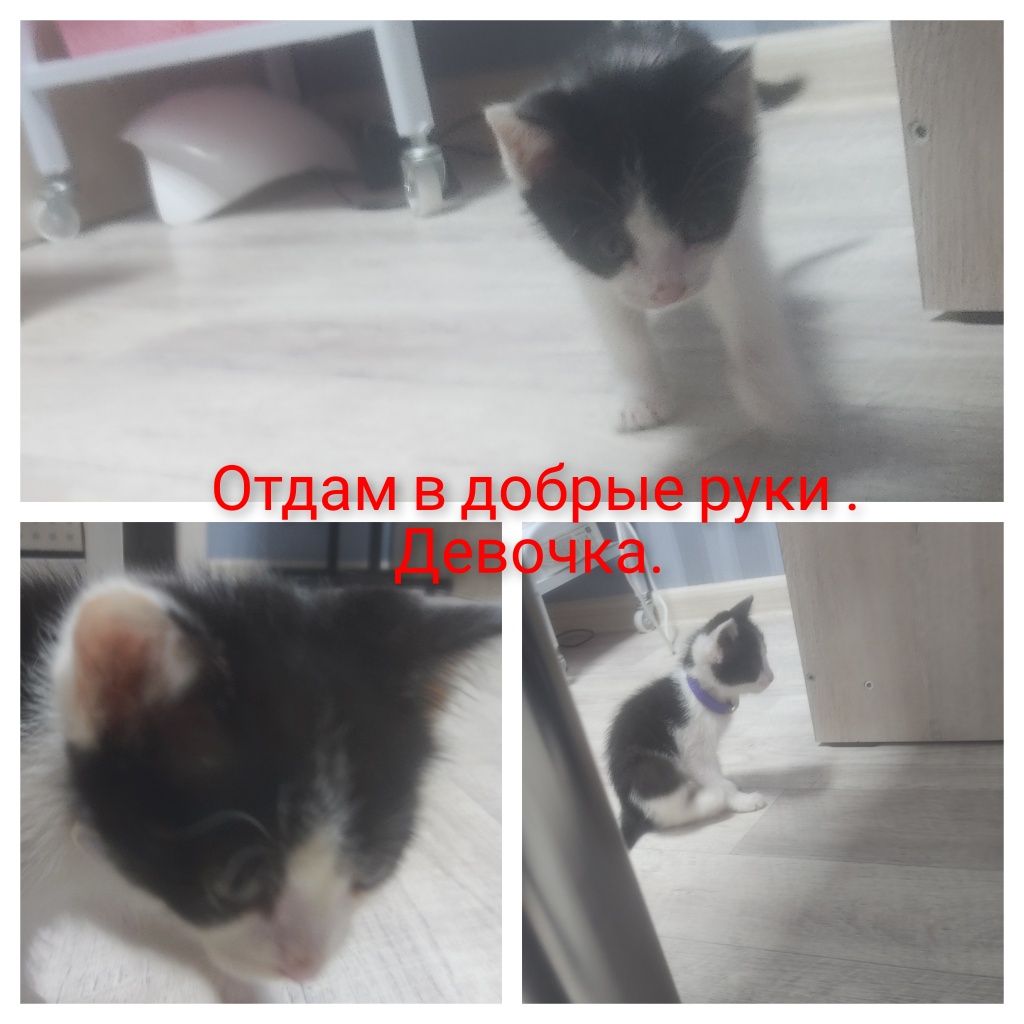 Котенок простой. Девочка