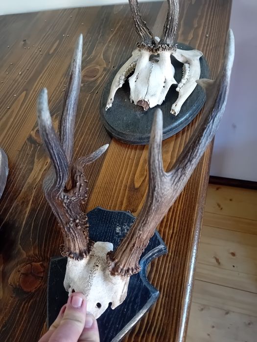 Trofee caprior coarne