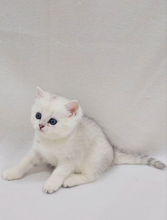 Скотиш страйт девочка серебристая шиншилла