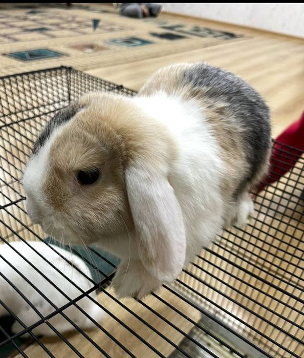 Парочка  декоративных  кроликов: девочка и мальчик