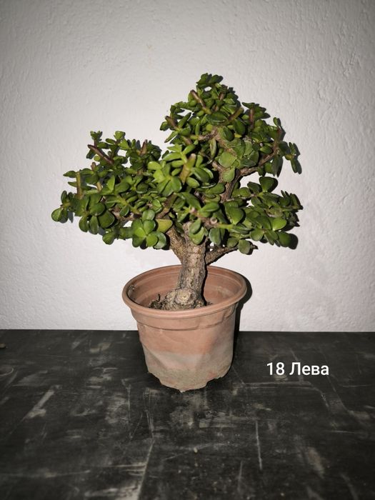 Портулакария Афра