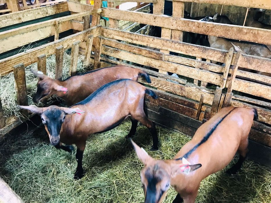 Vând 6 capre Alpini Fracezi