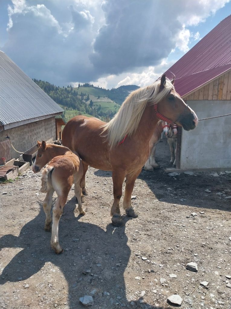 Iapa poloneza cu manz