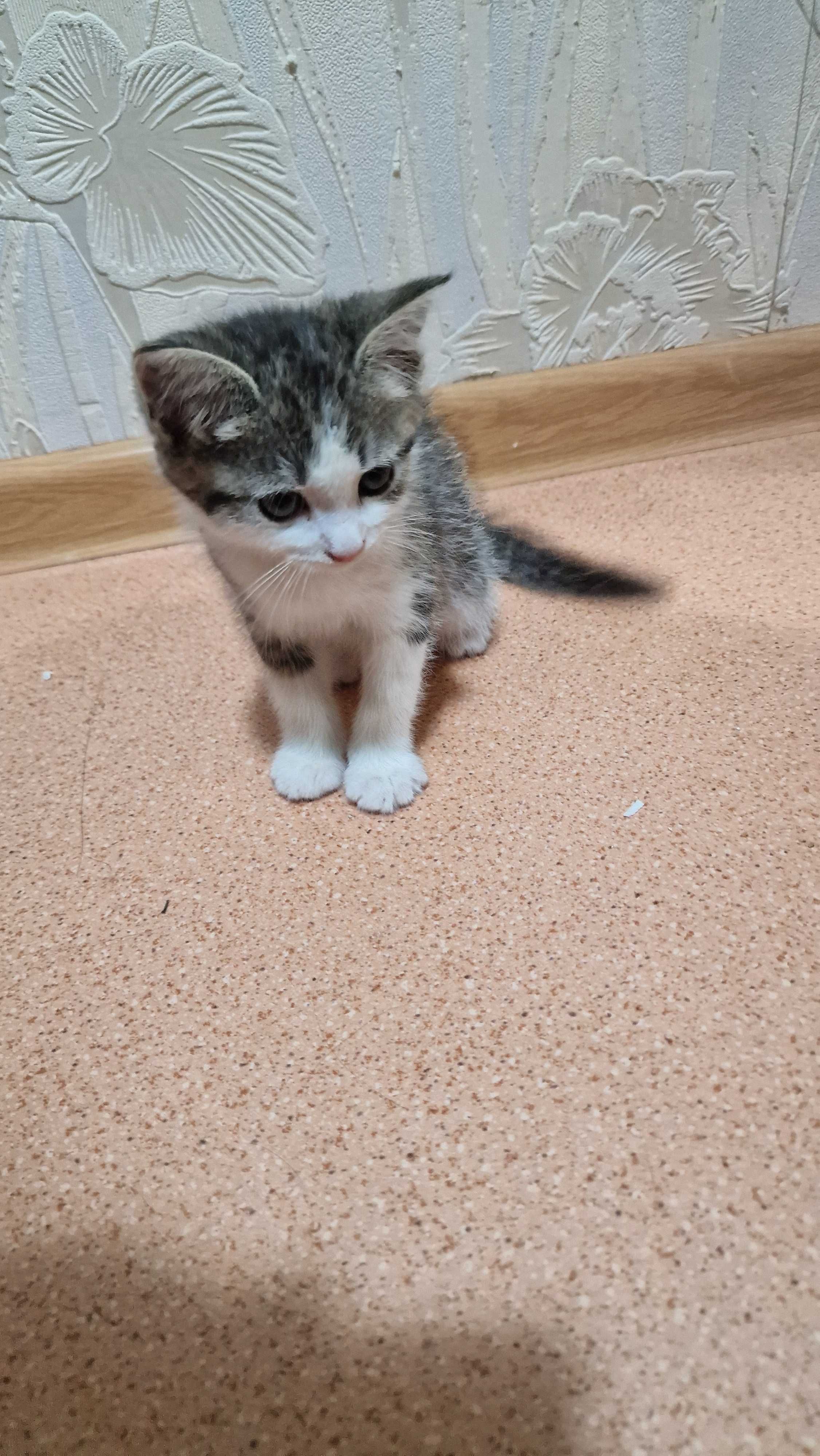 Котёнок в добрые руки.